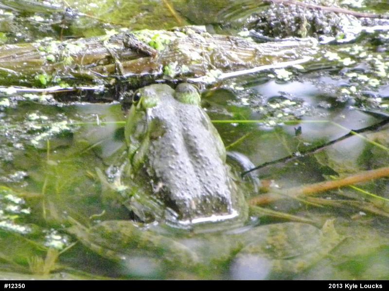 American Bullfrog