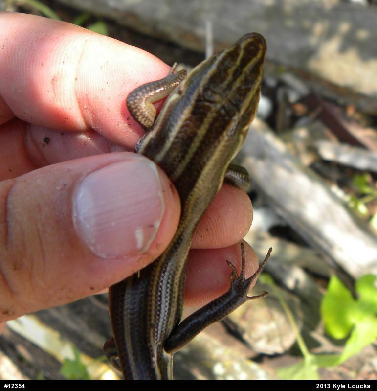 Common Five-lined Skink