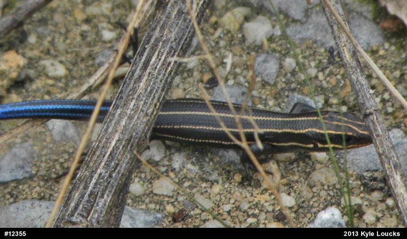 Common Five-lined Skink