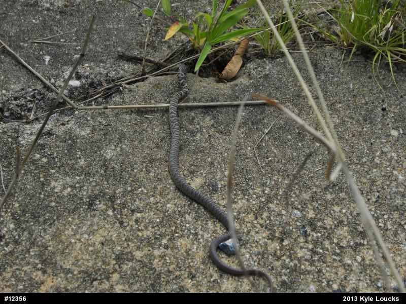 Northern Black Racer