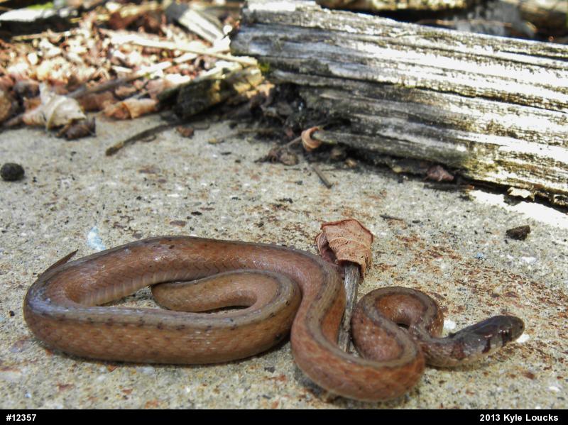 Dekay's Brownsnake