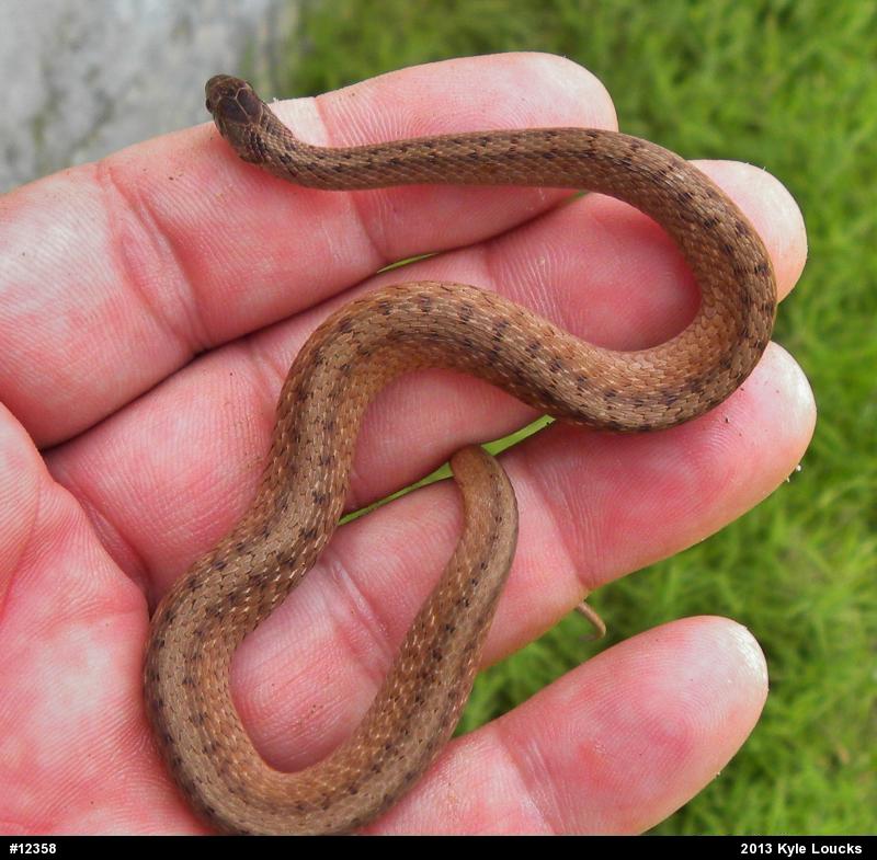 Dekay's Brownsnake