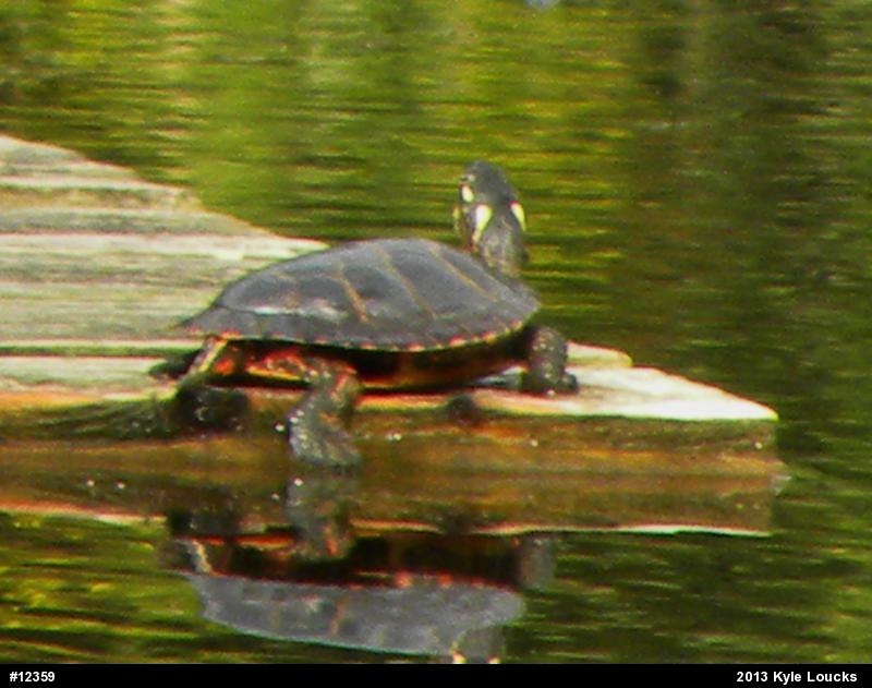 Eastern Painted Turtle