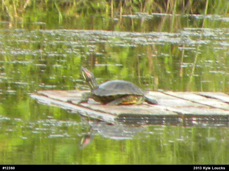 Red-eared Slider