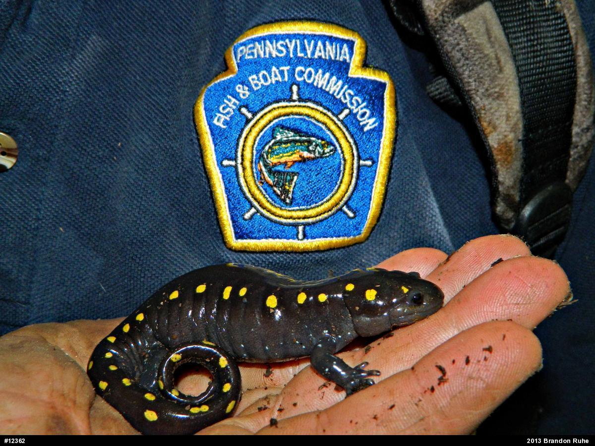 Spotted Salamander