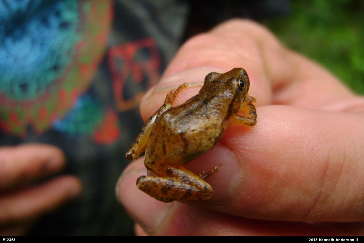 Spring Peeper