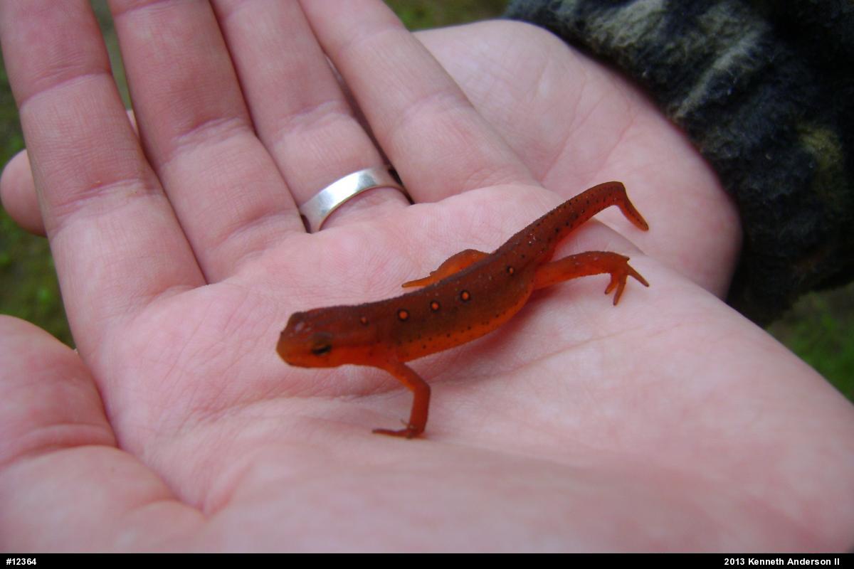 Red-spotted Newt