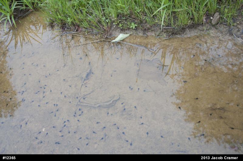 Eastern American Toad