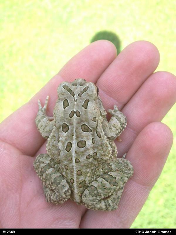 Fowler's Toad