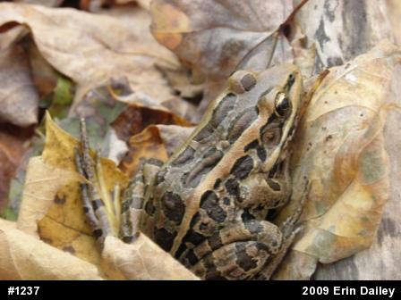 Pickerel Frog