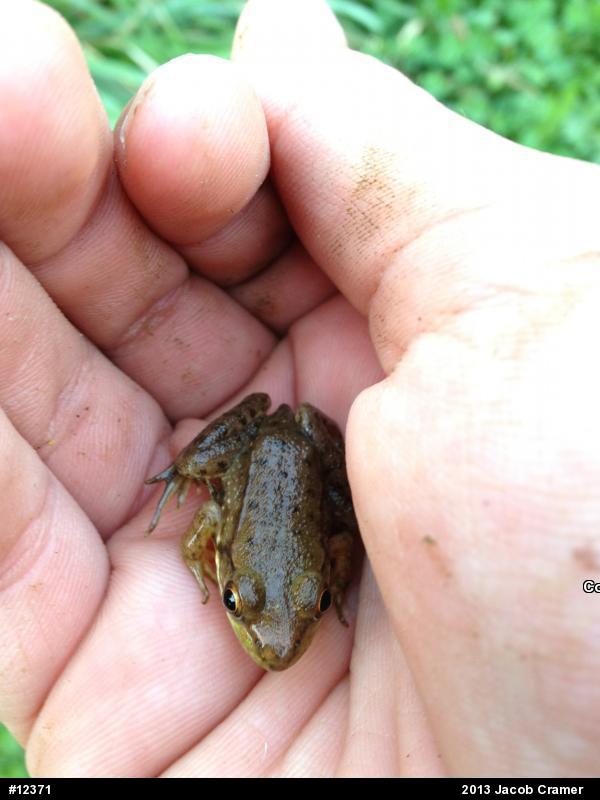 Green Frog