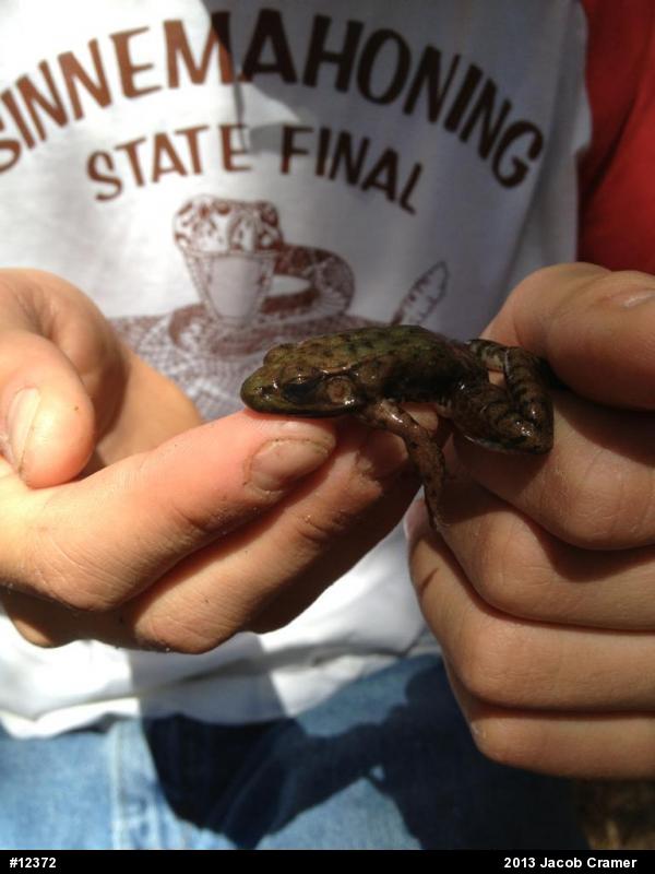 Green Frog