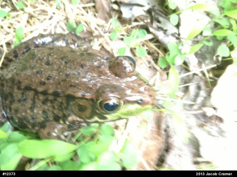 Green Frog