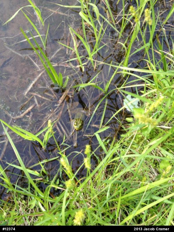 Green Frog