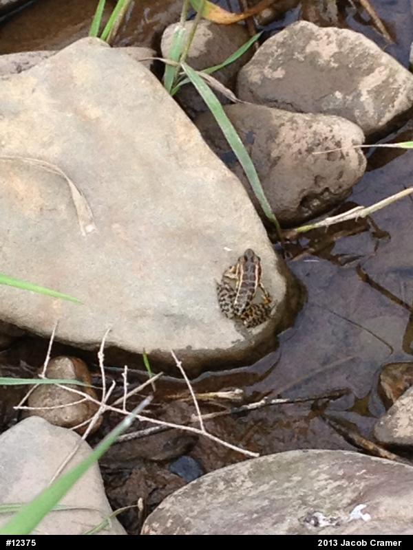 Pickerel Frog