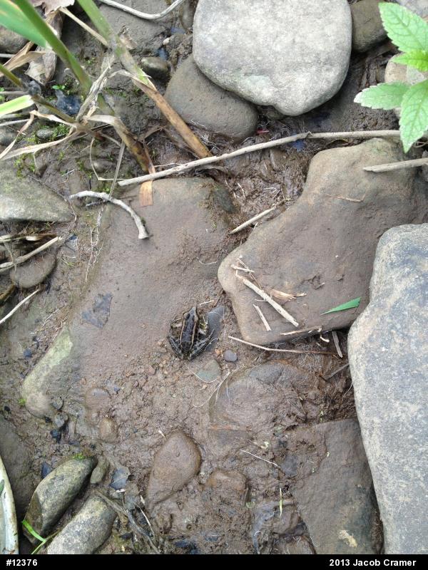 Pickerel Frog