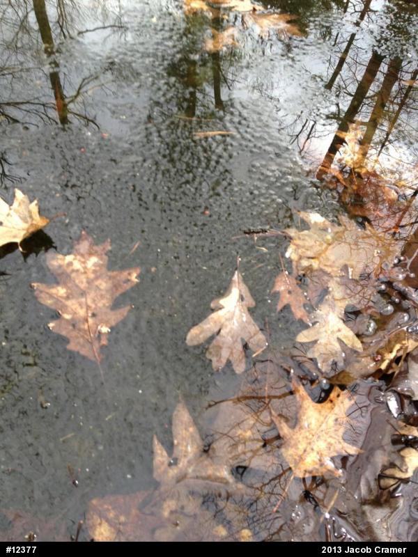 Wood Frog