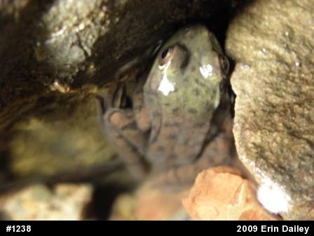 Green Frog
