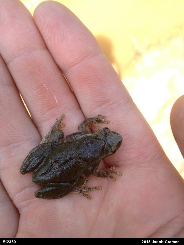 Spring Peeper