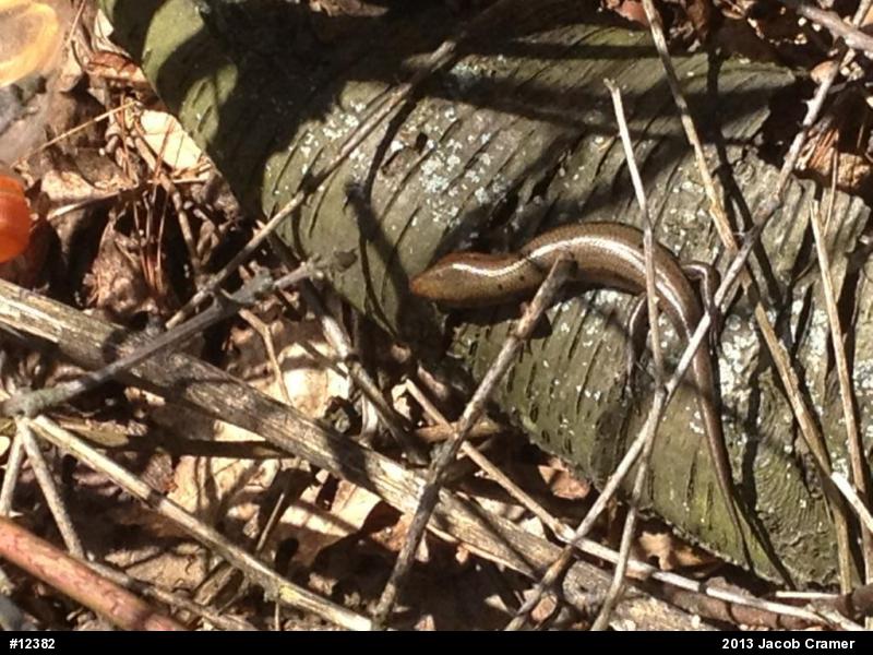 Common Five-lined Skink