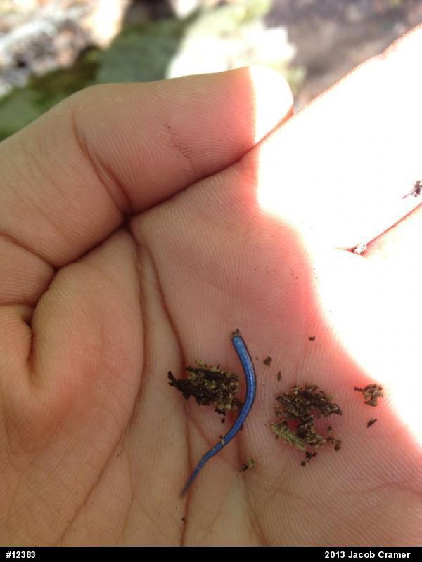 Skinks