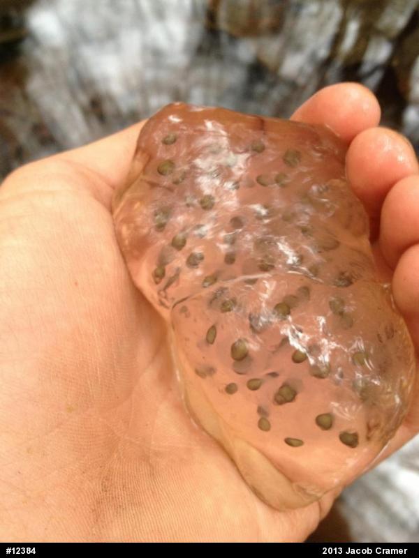 Spotted Salamander
