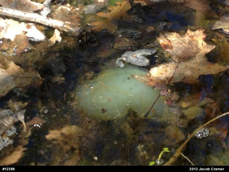 Spotted Salamander
