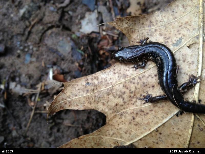 Allegheny Mountain Dusky Salamander