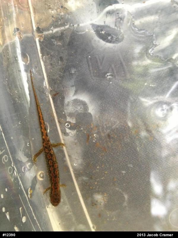 Northern Dusky Salamander