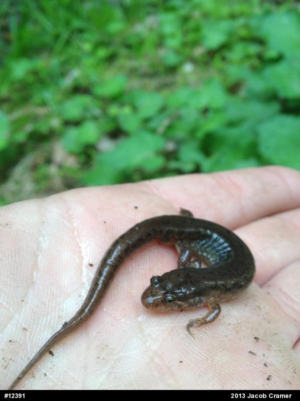 Northern Dusky Salamander