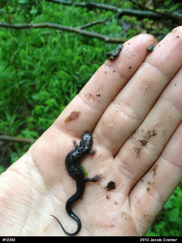 Northern Dusky Salamander