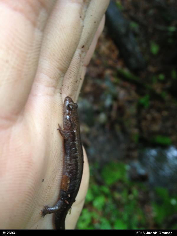 Dusky Salamanders