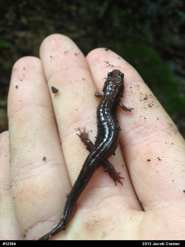 Allegheny Mountain Dusky Salamander