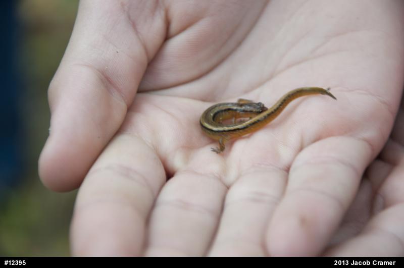 Northern Two-lined Salamander