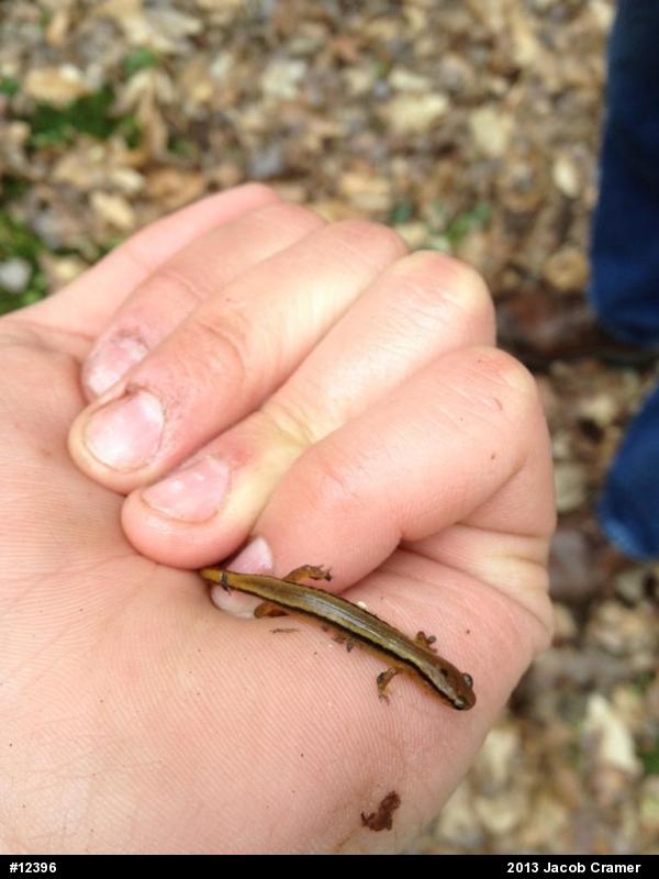 Northern Two-lined Salamander