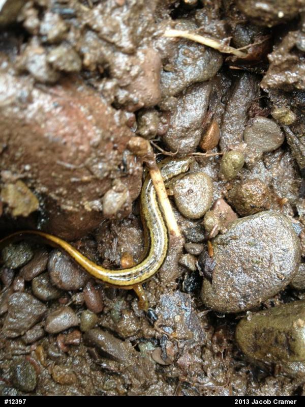 Northern Two-lined Salamander