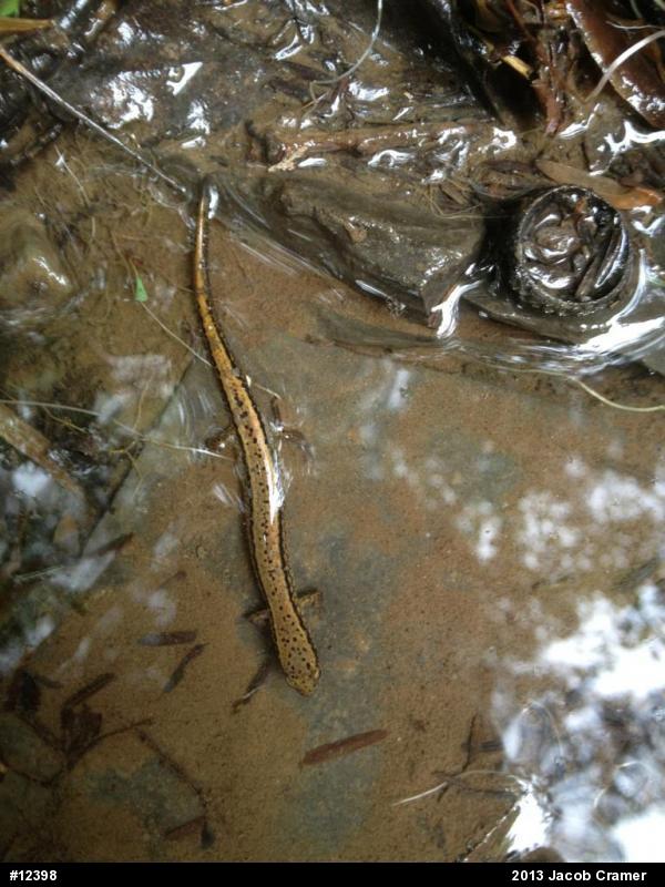 Northern Two-lined Salamander