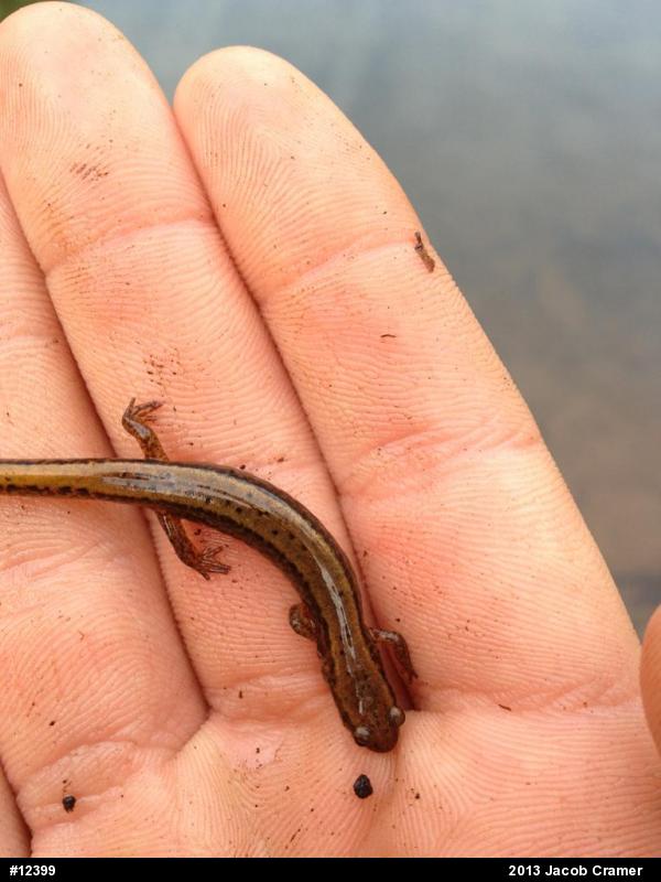 Northern Two-lined Salamander