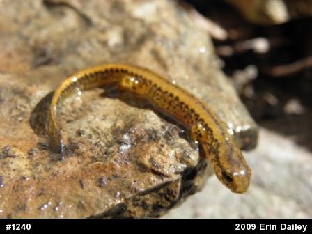 Eastern Long-tailed Salamander