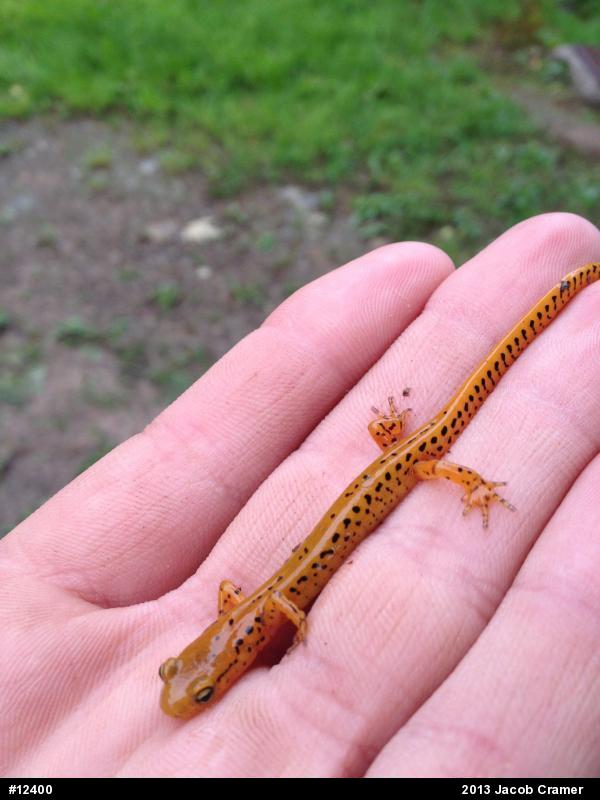 Eastern Long-tailed Salamander