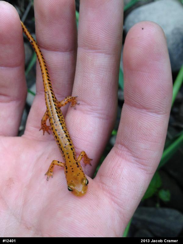 Eastern Long-tailed Salamander