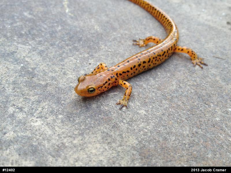 Eastern Long-tailed Salamander