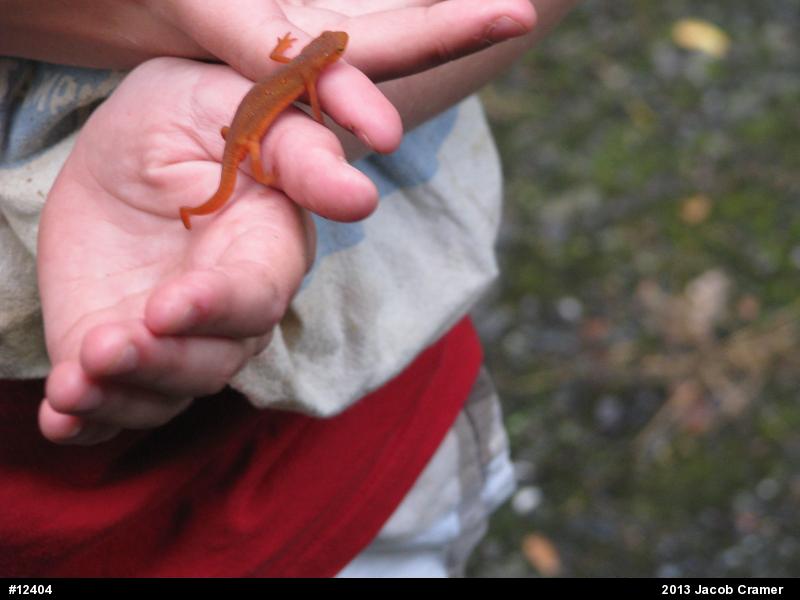 Red-spotted Newt