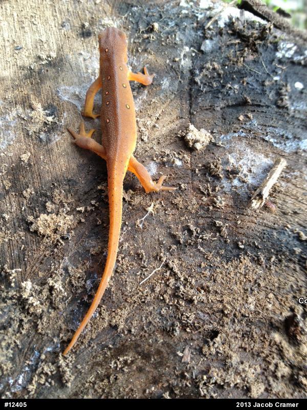 Red-spotted Newt