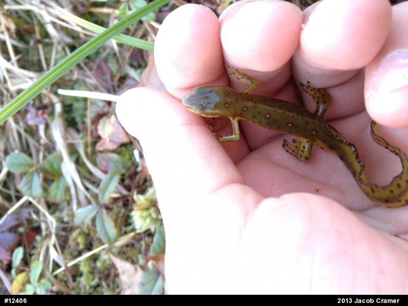 Red-spotted Newt