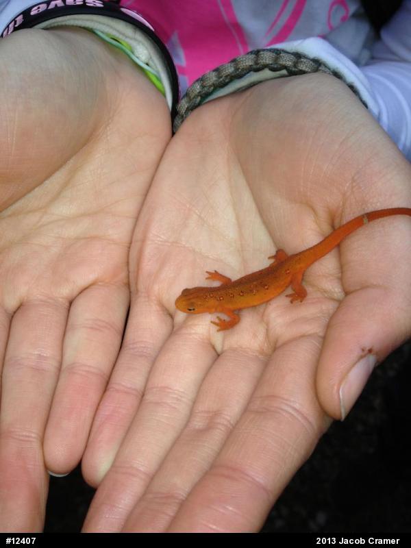 Red-spotted Newt