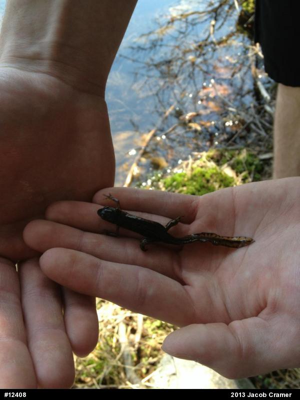 Red-spotted Newt