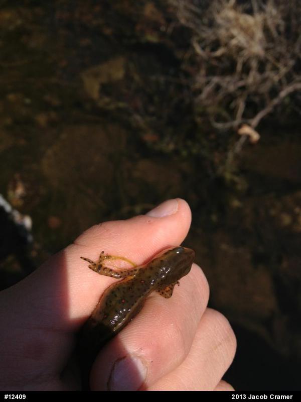 Red-spotted Newt