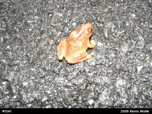 Spring Peeper