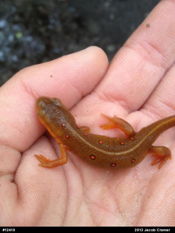 Red-spotted Newt